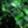 El INAB promueve Probosque entre caficultores para fortalecer sistemas agroforestales en Guatemala