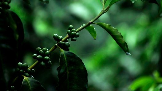 El INAB promueve Probosque entre caficultores para fortalecer sistemas agroforestales en Guatemala
