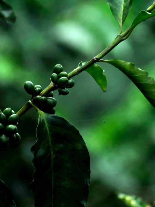 El INAB promueve Probosque entre caficultores para fortalecer sistemas agroforestales en Guatemala