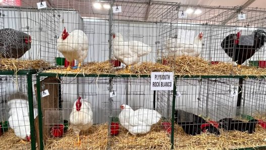 La Rural: el regreso de aves, la celebración del Limousin y la irrupción de camionetas chinas
