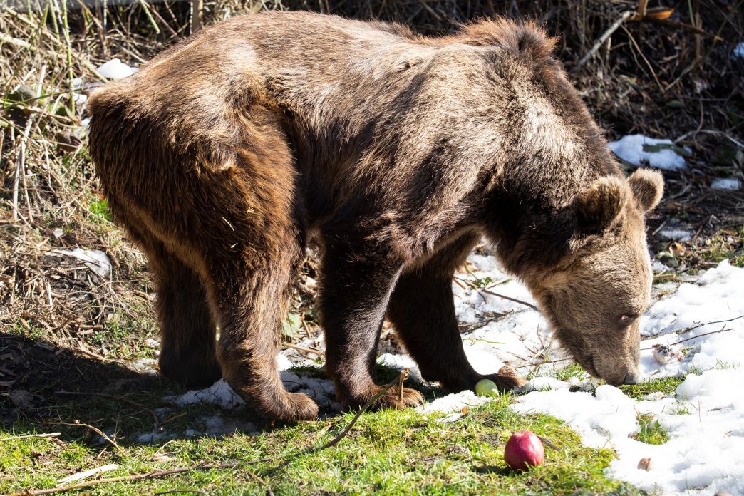 La nueva vida de Gordo y Florencia en un santuario búlgaro