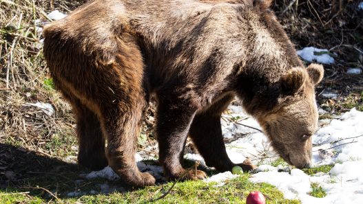 La nueva vida de Gordo y Florencia en un santuario búlgaro