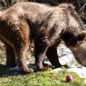 La nueva vida de Gordo y Florencia en un santuario búlgaro
