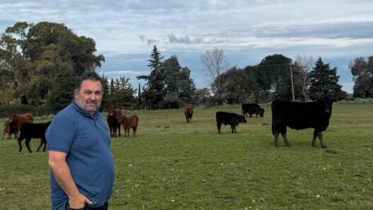 El camino hacia el Gran Campeón Macho Angus de una familia ganadera en Buenos Aires