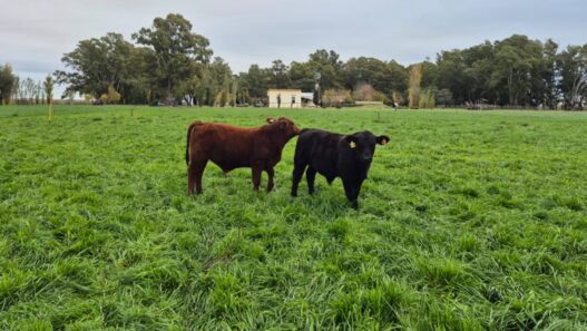 Innovación en la producción de carne: un modelo que combina eficiencia y sostenibilidad