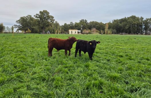 Innovación en la producción de carne: un modelo que combina eficiencia y sostenibilidad