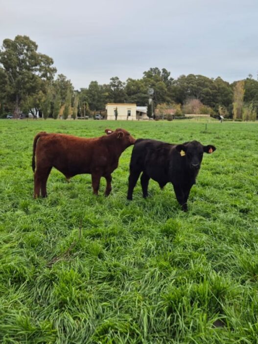 Innovación en la producción de carne: un modelo que combina eficiencia y sostenibilidad