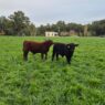 Innovación en la producción de carne: un modelo que combina eficiencia y sostenibilidad