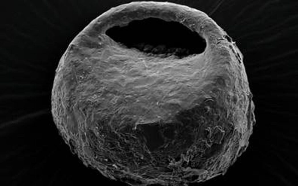 Estudio revela cómo las glaciaciones moldearon la diversidad de amebas en la Península Ibérica