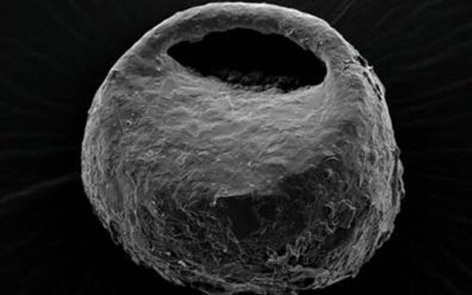Estudio revela cómo las glaciaciones moldearon la diversidad de amebas en la Península Ibérica