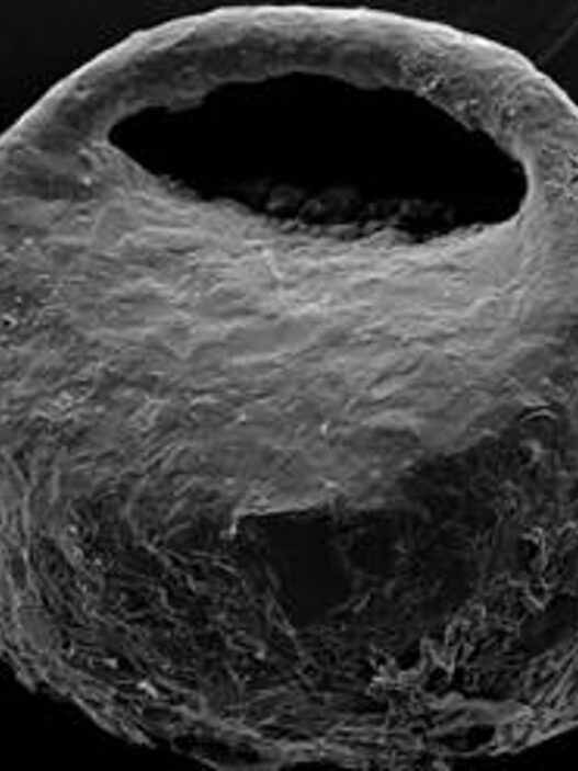 Estudio revela cómo las glaciaciones moldearon la diversidad de amebas en la Península Ibérica