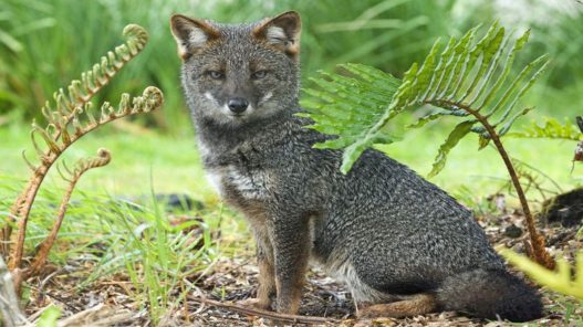 La iniciativa de un veterinario chileno para proteger al zorro de Darwin