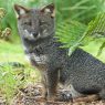 La iniciativa de un veterinario chileno para proteger al zorro de Darwin
