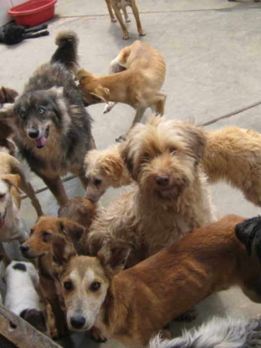 PawFindr: Nueva App que Facilita la Búsqueda de Mascotas Perdidas en Perú