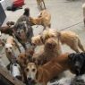 PawFindr: Nueva App que Facilita la Búsqueda de Mascotas Perdidas en Perú