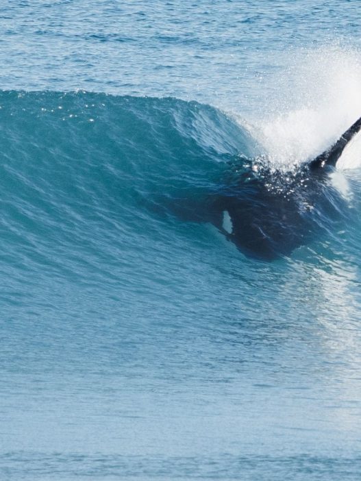 Ballenas, delfines y lobos marinos: el atractivo de Río Negro en septiembre