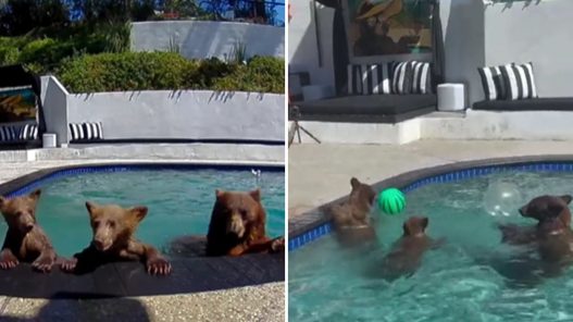 Osos negros eligen la piscina de una pareja californiana como refugio