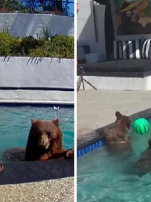 Osos negros eligen la piscina de una pareja californiana como refugio