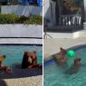 Osos negros eligen la piscina de una pareja californiana como refugio