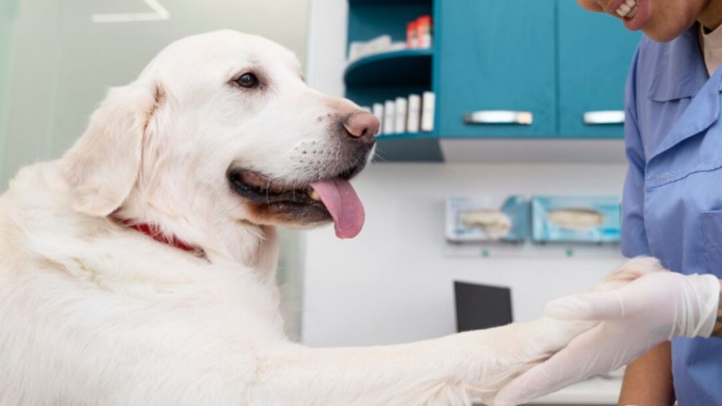 Campaña veterinaria gratuita en Magdalena del Mar este 5 de septiembre