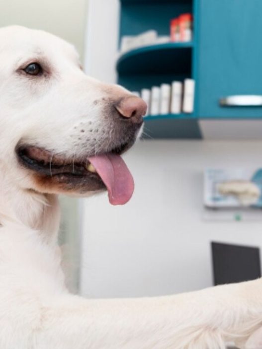 Campaña veterinaria gratuita en Magdalena del Mar este 5 de septiembre