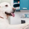 Campaña veterinaria gratuita en Magdalena del Mar este 5 de septiembre
