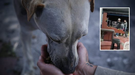 Un ataque por maltrato animal en Cundinamarca culmina en un homicidio