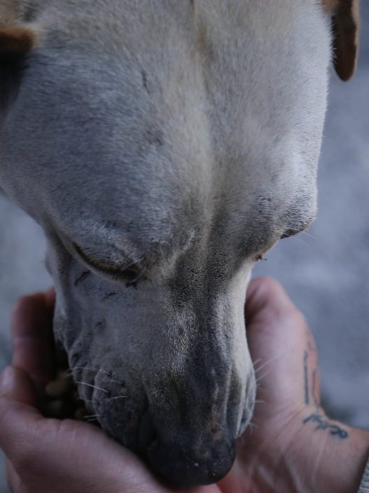 Un ataque por maltrato animal en Cundinamarca culmina en un homicidio