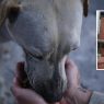 Un ataque por maltrato animal en Cundinamarca culmina en un homicidio